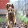 Bella sucht ein Zuhause