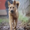 Bella sucht ein Zuhause