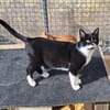 Wunderschöne Katze Ratona