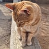 Liebevoller Kater Garfield