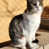 Süße, fröhliche Katze Ashley