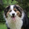 Basco sucht ein Zuhause