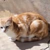 Sanftes Katzenmädchen Evora