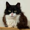 Zorro