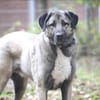 Duman sucht ein erfahrenes Zuhause