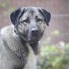 Duman sucht ein erfahrenes Zuhause