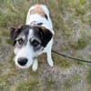 Sanfte Nele🌺 sucht liebe Hundekenner