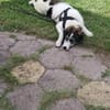 Sanfte Nele🌺 sucht liebe Hundekenner