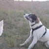 Sanfte Nele🌺 sucht liebe Hundekenner