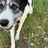 Sanfte Nele🌺 sucht liebe Hundekenner