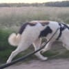 Sanfte Nele🌺 sucht liebe Hundekenner