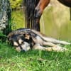Millow - ist liebenswert