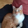 Porthos - Charmeur auf 4 Pfoten