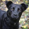 Roxy sucht ein Zuhause