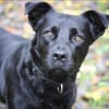 Roxy sucht ein Zuhause