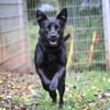 Roxy sucht ein Zuhause