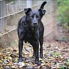 Roxy sucht ein Zuhause