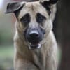 Bailey sucht ein großes Zuhause