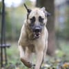 Bailey sucht ein großes Zuhause