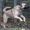Bailey sucht ein großes Zuhause