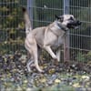 Bailey sucht ein großes Zuhause