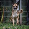 Lennox sucht ein Zuhause