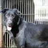 Cooper sucht ein Zuhause