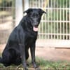 Cooper sucht ein Zuhause