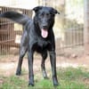 Cooper sucht ein Zuhause