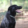 Cooper sucht ein Zuhause