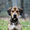 Tollpatsch Goofy sucht ein Zuhause