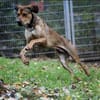 Tollpatsch Goofy sucht ein Zuhause