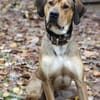 Tollpatsch Goofy sucht ein Zuhause