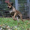 Tollpatsch Goofy sucht ein Zuhause