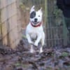 Dragosch sucht ein Zuhause