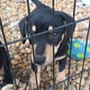 Panka- im Tierheim geboren