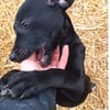 Tina sucht ein warmes Körbchen