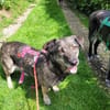 Bonnie, freundlich, ruhig und lieb