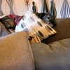 Bonnie, freundlich, ruhig und lieb
