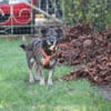 Bonnie, freundlich, ruhig und lieb