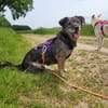 Bonnie, freundlich, ruhig und lieb