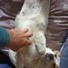 kleine liebe Roxy auf PS in 90562