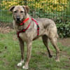 Gambit sucht ein ruhiges Zuhause
