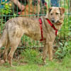 Gambit sucht ein ruhiges Zuhause