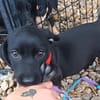 Chili ist im Tierheim geboren