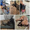 DAFNE, w., kastr., Malinois, 65 cm