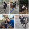 DAFNE, w., kastr., Malinois, 65 cm