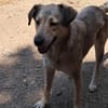 Sandy sucht ein Zuhause