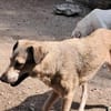Sandy sucht ein Zuhause