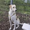 Lobo sucht sein Zuhause